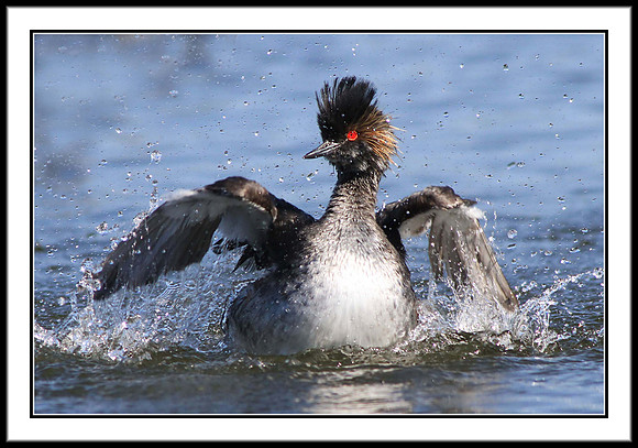 Eared Grebe