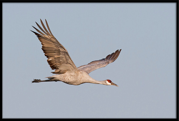 Sandhill Crane