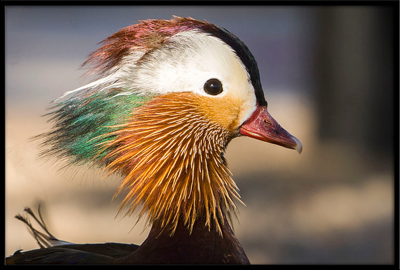 Mandarin Duck