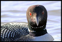 Common Loon