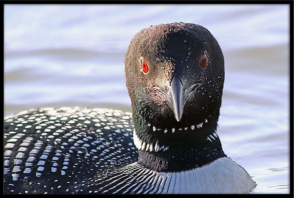 Common Loon
